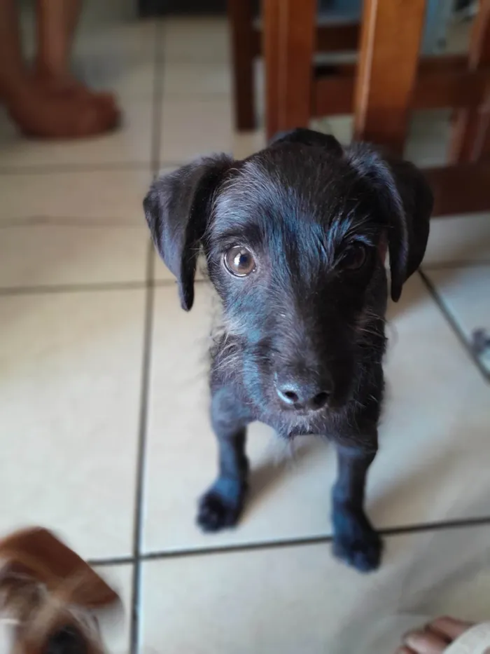 Cachorro ra a SRD-ViraLata idade 2 a 6 meses nome Pretinho