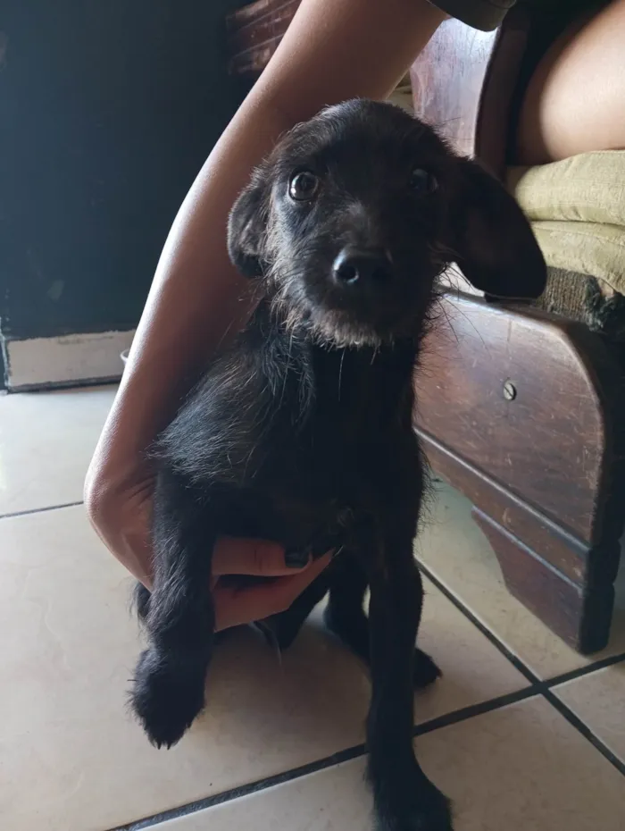 Cachorro ra a SRD-ViraLata idade 2 a 6 meses nome Pretinho