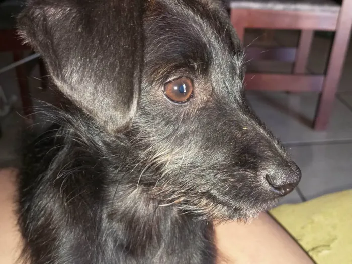 Cachorro ra a SRD-ViraLata idade 2 a 6 meses nome Pretinho