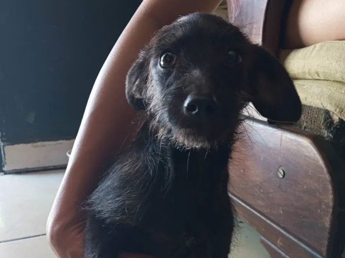 Cachorro ra a SRD-ViraLata idade 2 a 6 meses nome Pretinho