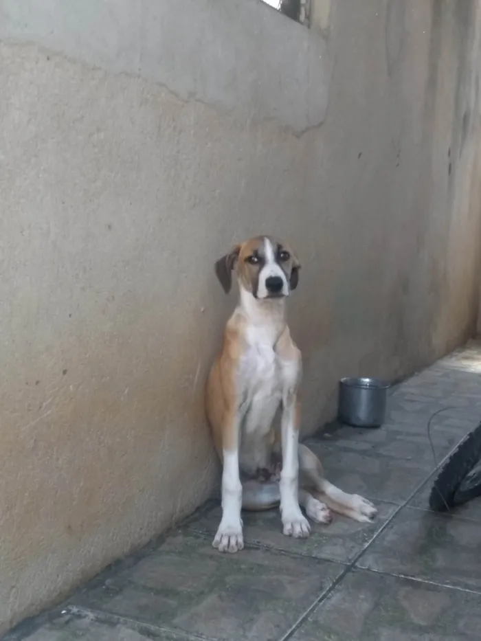 Cachorro ra a SRD-ViraLata idade 2 a 6 meses nome Valente