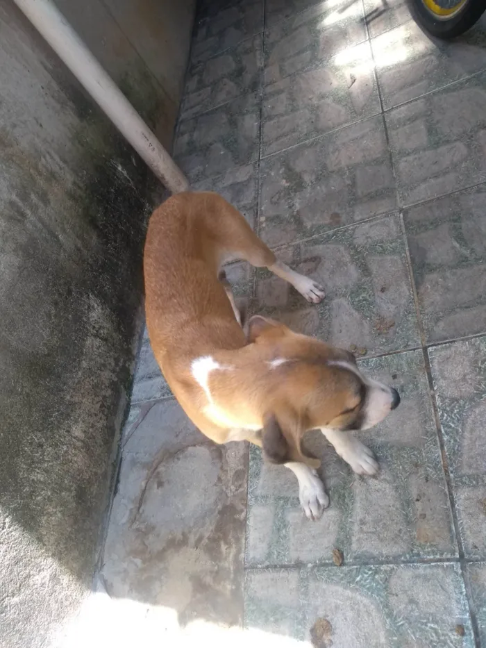 Cachorro ra a SRD-ViraLata idade 2 a 6 meses nome Valente