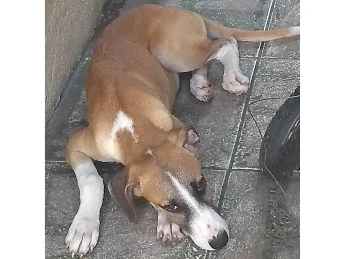 Cachorro ra a SRD-ViraLata idade 2 a 6 meses nome Valente