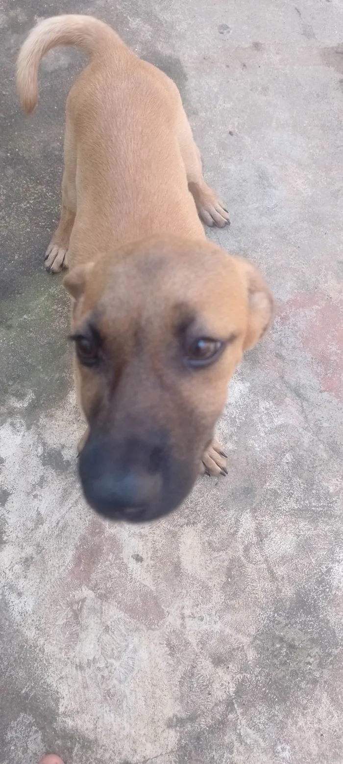 Cachorro ra a SRD-ViraLata idade 2 a 6 meses nome Nick