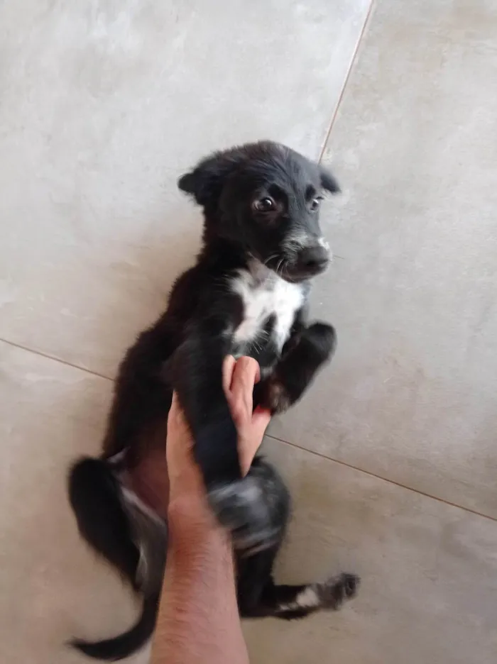 Cachorro ra a SRD-ViraLata idade 2 a 6 meses nome Chico