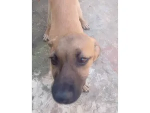 Cachorro raça SRD-ViraLata idade 2 a 6 meses nome Nick