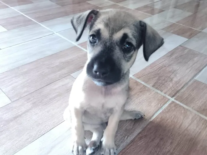 Cachorro ra a SRD-ViraLata idade 2 a 6 meses nome Raimundo Nonato Pereira Ribeiro