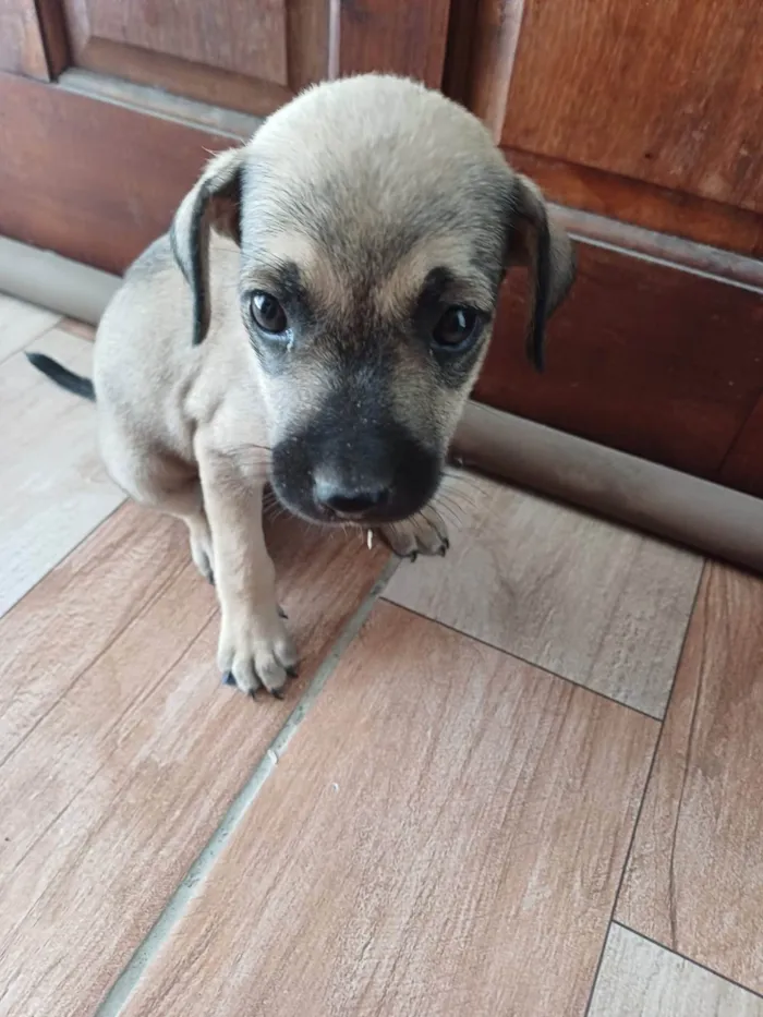 Cachorro ra a SRD-ViraLata idade 2 a 6 meses nome Raimundo Nonato Pereira Ribeiro