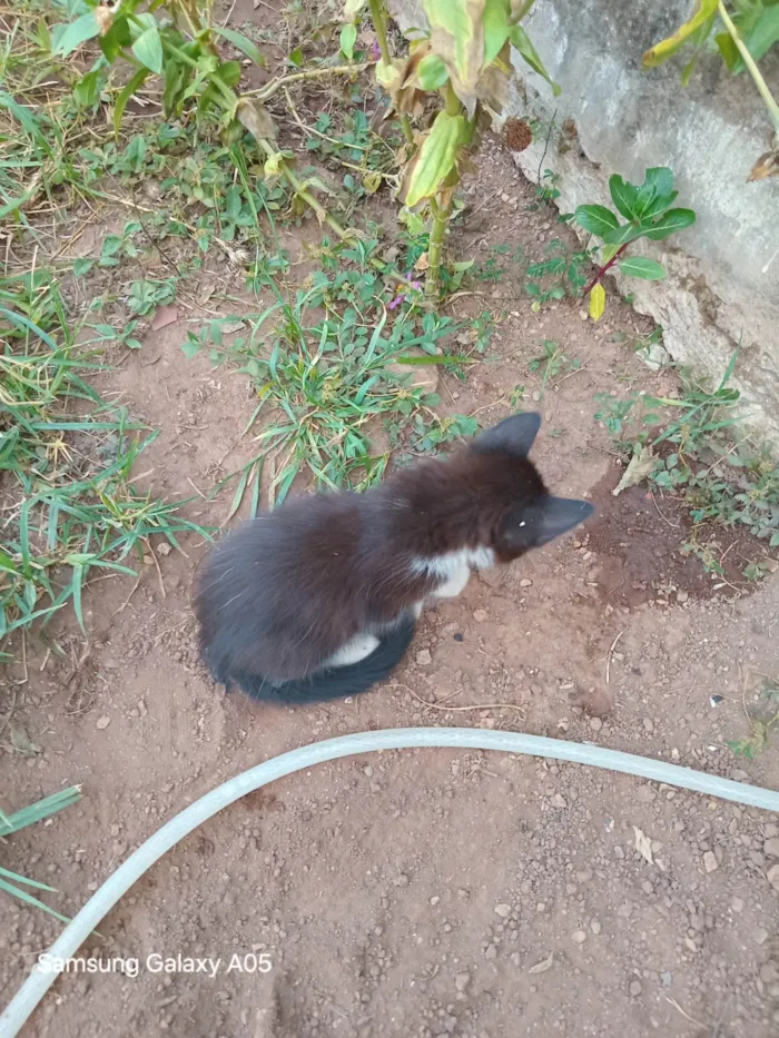 Gato ra a SRD-ViraLata idade Abaixo de 2 meses nome Sem nome