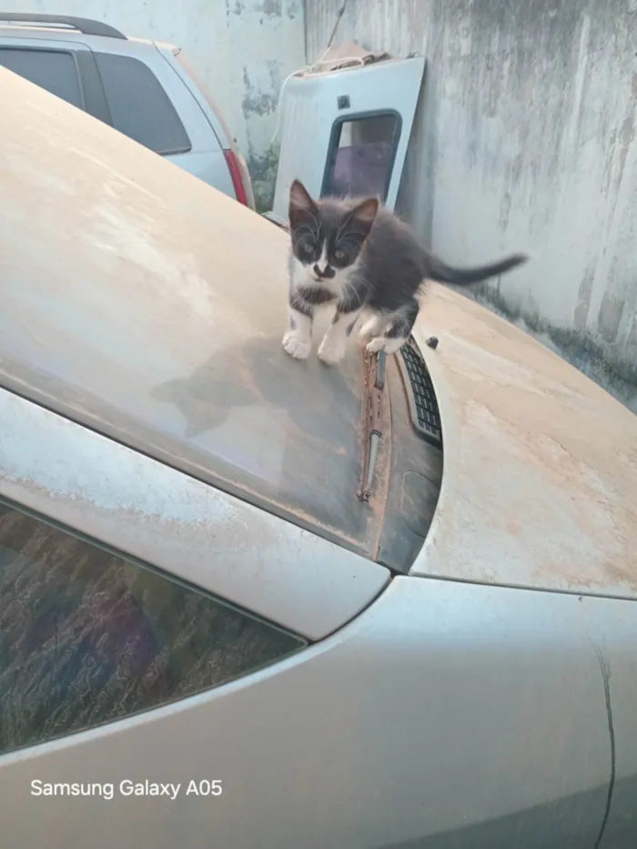 Gato ra a SRD-ViraLata idade Abaixo de 2 meses nome Sem nome