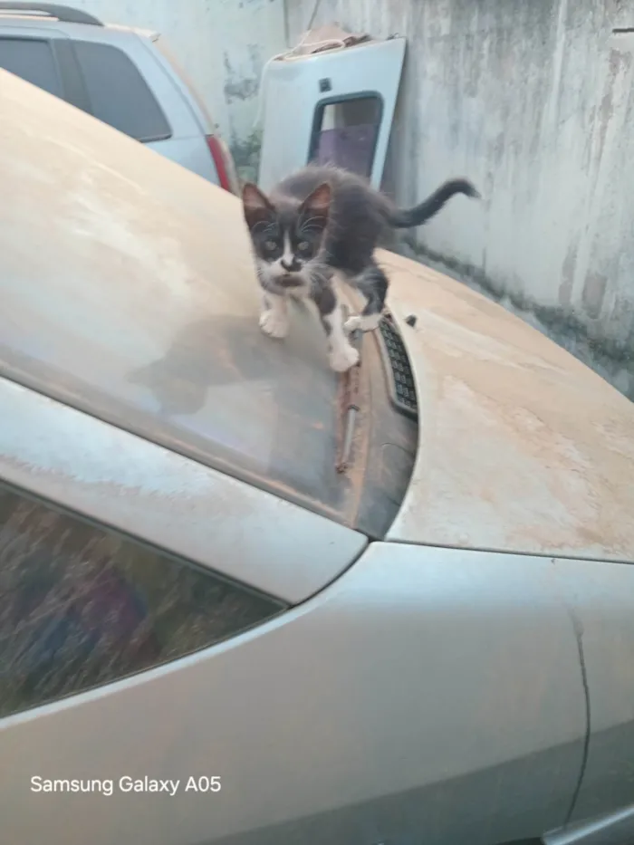 Gato ra a SRD-ViraLata idade Abaixo de 2 meses nome Sem nome