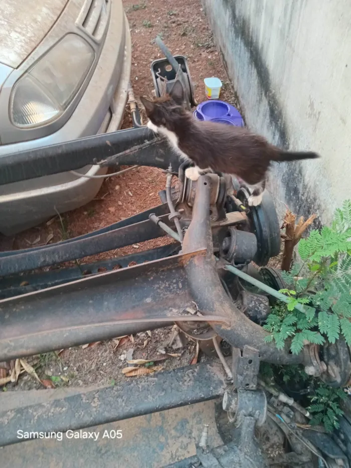 Gato ra a SRD-ViraLata idade Abaixo de 2 meses nome Sem nome