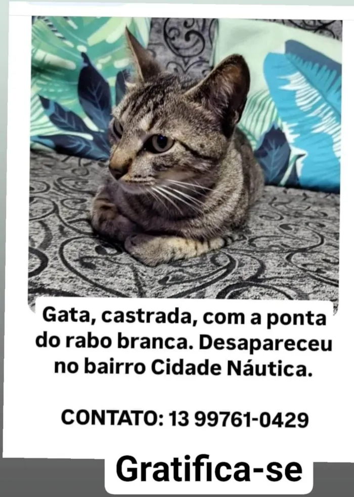 Gato ra a SRD-ViraLata idade 2 a 6 meses nome Fifi