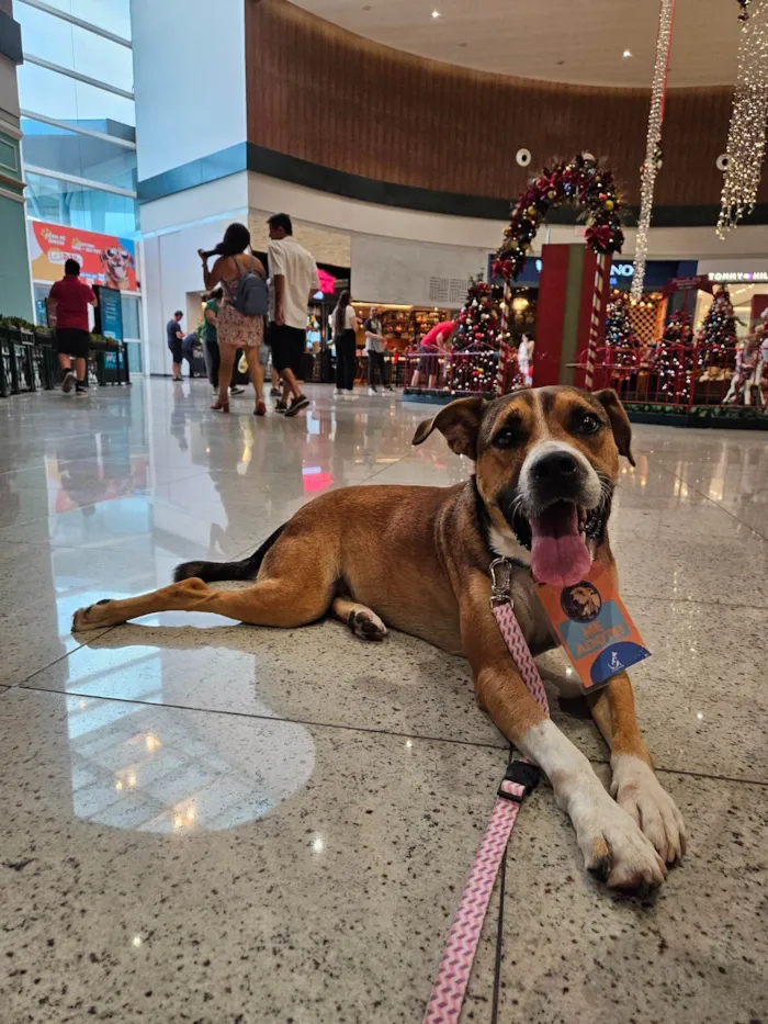 Cachorro ra a SRD-ViraLata idade 3 anos nome Pluto