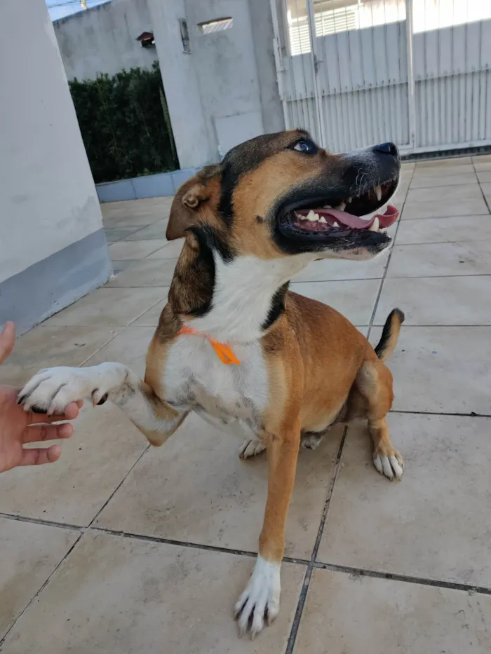 Cachorro ra a SRD-ViraLata idade 3 anos nome Pluto