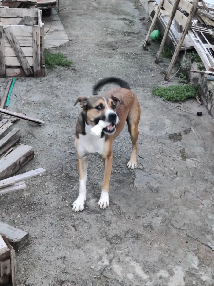 Cachorro ra a SRD-ViraLata idade 3 anos nome Pluto