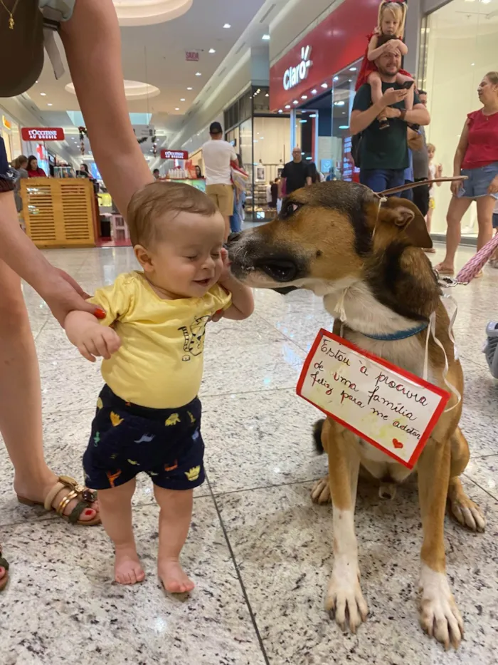 Cachorro ra a SRD-ViraLata idade 3 anos nome Pluto