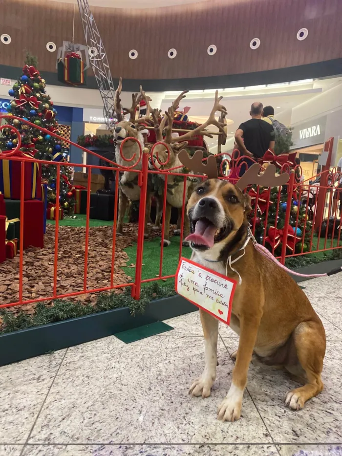 Cachorro ra a SRD-ViraLata idade 3 anos nome Pluto