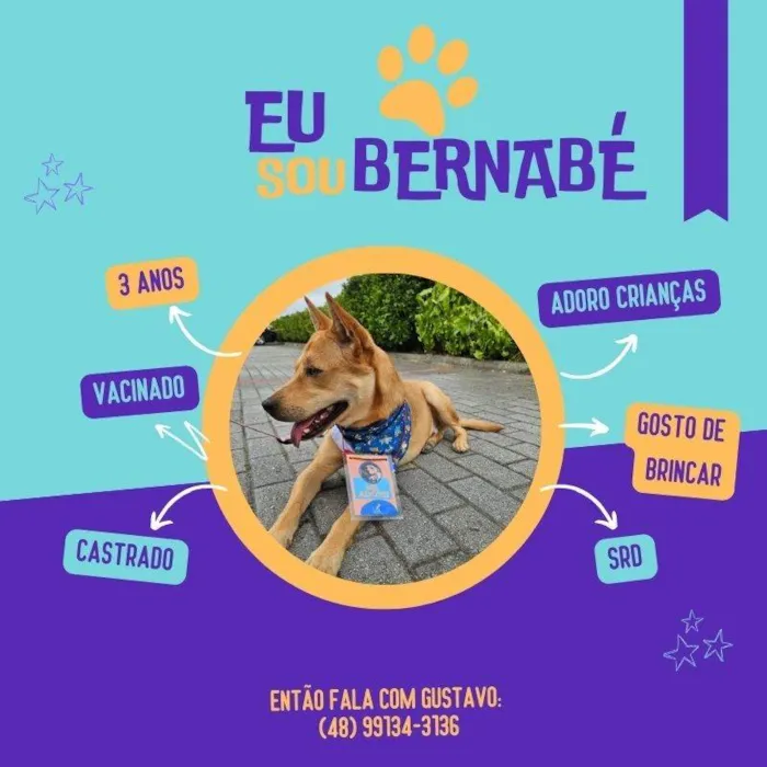 Cachorro ra a SRD-ViraLata idade 2 anos nome Bernabé