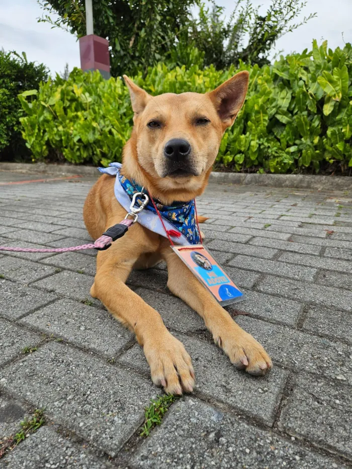 Cachorro ra a SRD-ViraLata idade 2 anos nome Bernabé