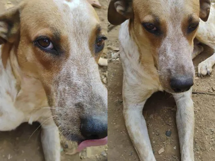 Cachorro ra a SRD-ViraLata idade 3 anos nome Pirulito 