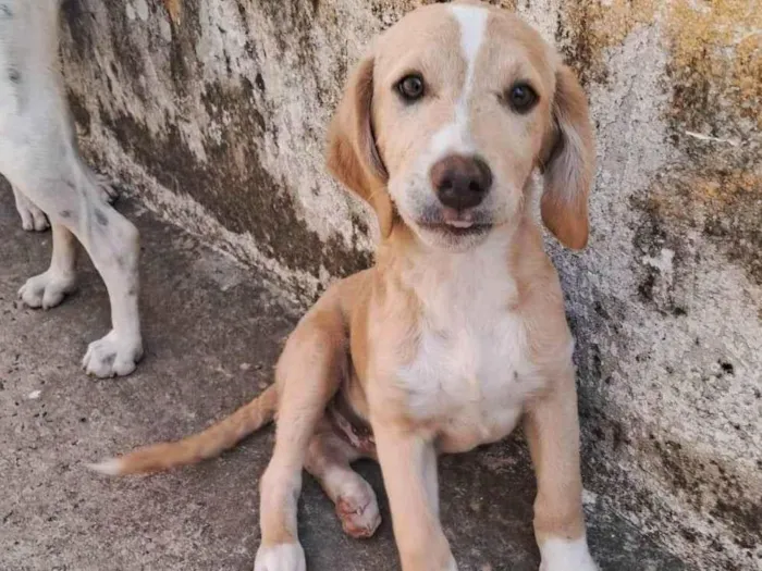 Cachorro ra a SRD-ViraLata idade 2 a 6 meses nome Thor