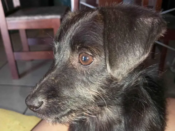 Cachorro ra a SRD-ViraLata idade 2 a 6 meses nome Pretinho