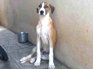 Cachorro raça SRD-ViraLata idade 2 a 6 meses nome Valente