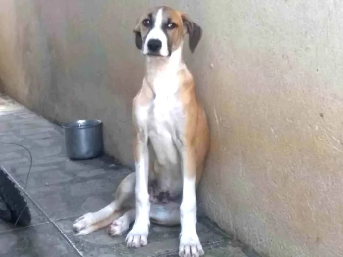 Cachorro ra a SRD-ViraLata idade 2 a 6 meses nome Valente