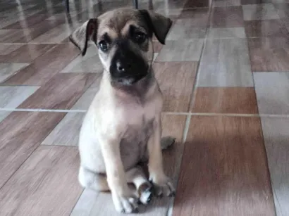 Cachorro raça SRD-ViraLata idade 2 a 6 meses nome Raimundo Nonato Pereira Ribeiro