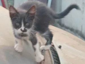 Gato raça SRD-ViraLata idade Abaixo de 2 meses nome Sem nome