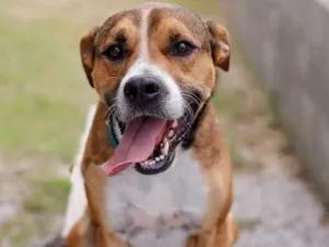 Cachorro raça SRD-ViraLata idade 3 anos nome Pluto