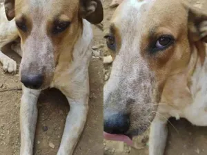 Cachorro raça SRD-ViraLata idade 3 anos nome Pirulito 