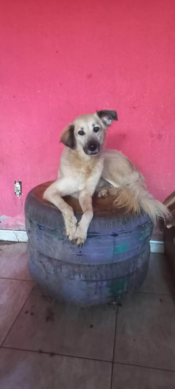 Cachorro ra a SRD-ViraLata idade 2 anos nome Diva 