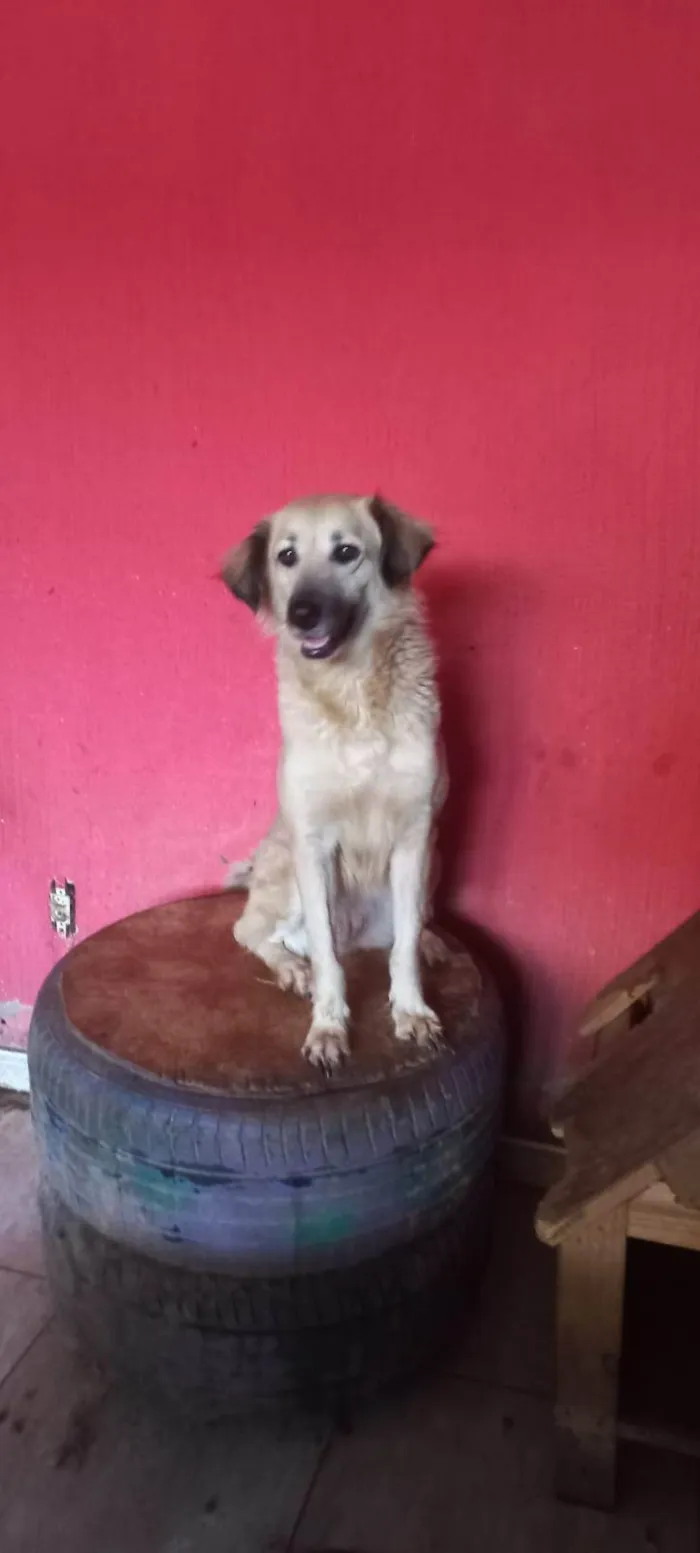 Cachorro ra a SRD-ViraLata idade 2 anos nome Diva 