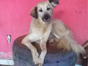 Cachorro raça SRD-ViraLata idade 2 anos nome Diva 