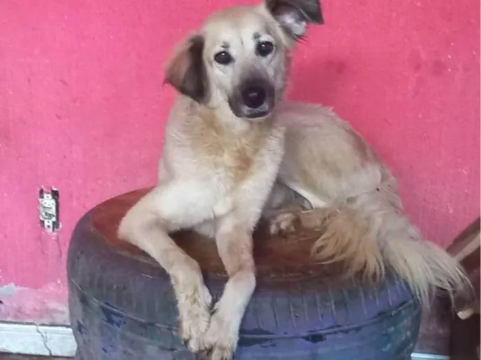 Cachorro ra a SRD-ViraLata idade 2 anos nome Diva 