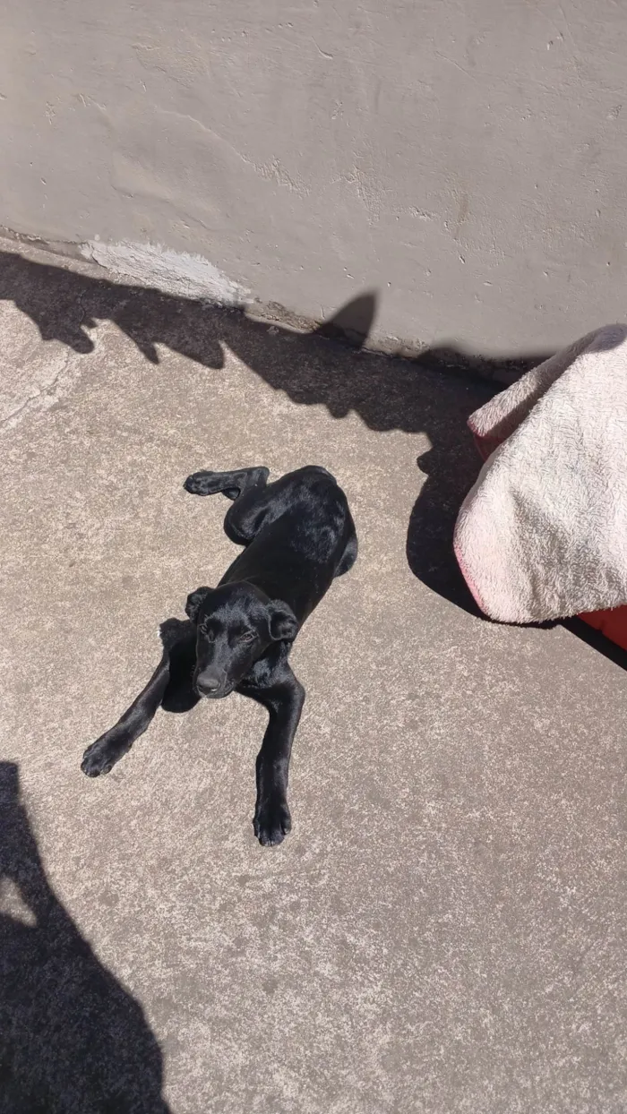 Cachorro ra a Labrador idade 2 a 6 meses nome Diaana