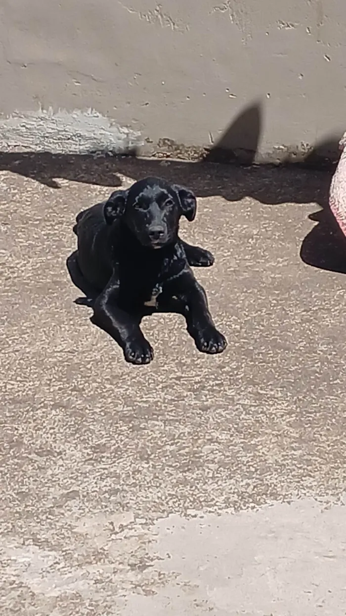 Cachorro ra a Labrador idade 2 a 6 meses nome Diaana