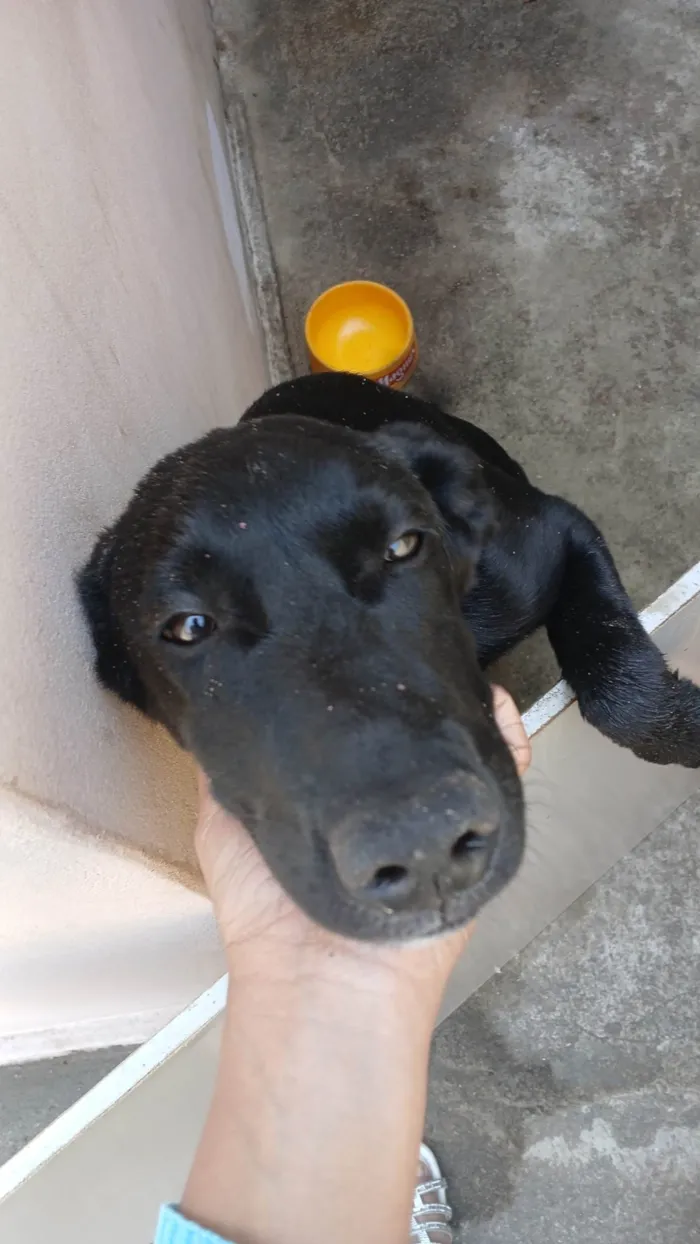 Cachorro ra a Labrador idade 2 a 6 meses nome Diaana