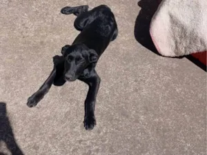 Cachorro raça Labrador idade 2 a 6 meses nome Diaana