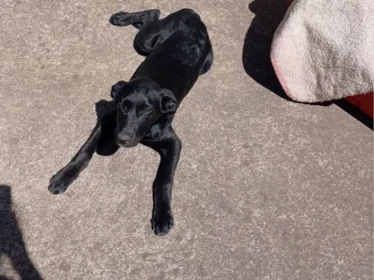 Cachorro raça Labrador idade 2 a 6 meses nome Diaana