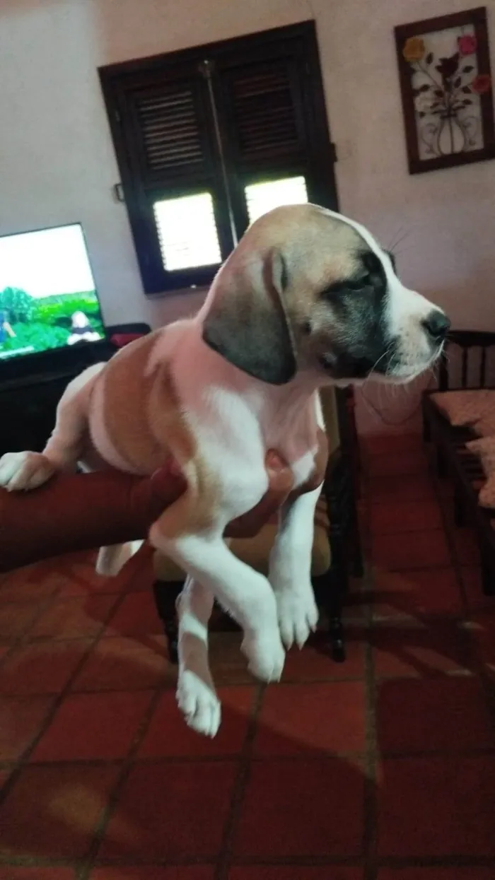 Cachorro ra a SRD-ViraLata idade Abaixo de 2 meses nome Lady Laura