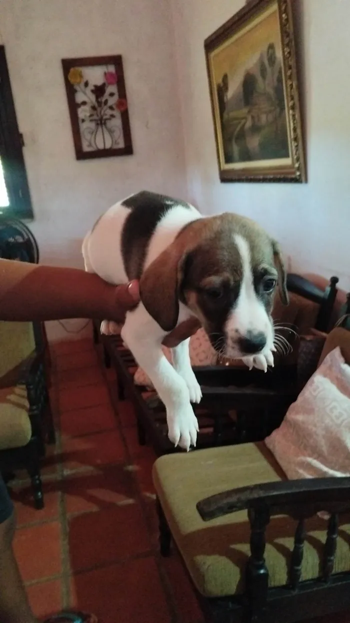 Cachorro ra a SRD-ViraLata idade Abaixo de 2 meses nome Sem nome