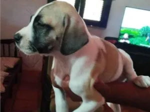 Cachorro raça SRD-ViraLata idade Abaixo de 2 meses nome Lady Laura