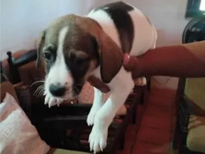 Cachorro raça SRD-ViraLata idade Abaixo de 2 meses nome Sem nome