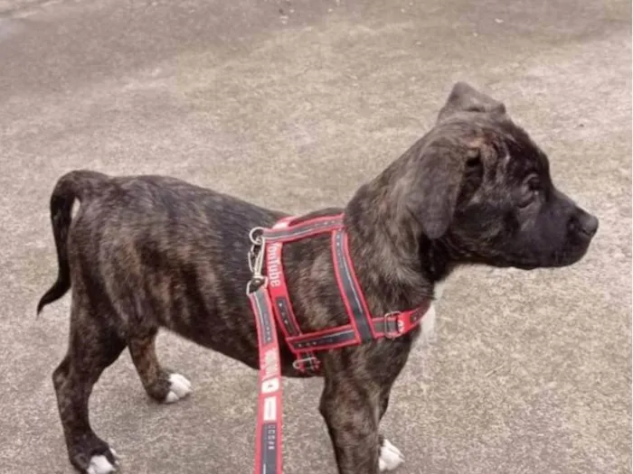 Cachorro ra a Boxer idade 7 a 11 meses nome Atena 