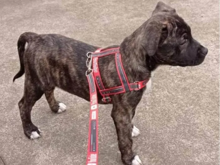 Cachorro ra a Boxer idade 7 a 11 meses nome Atena 