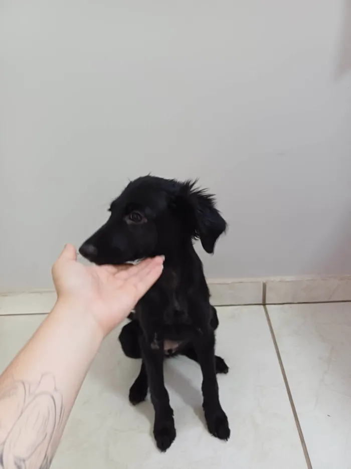 Cachorro ra a SRD-ViraLata idade 2 a 6 meses nome Pretinha