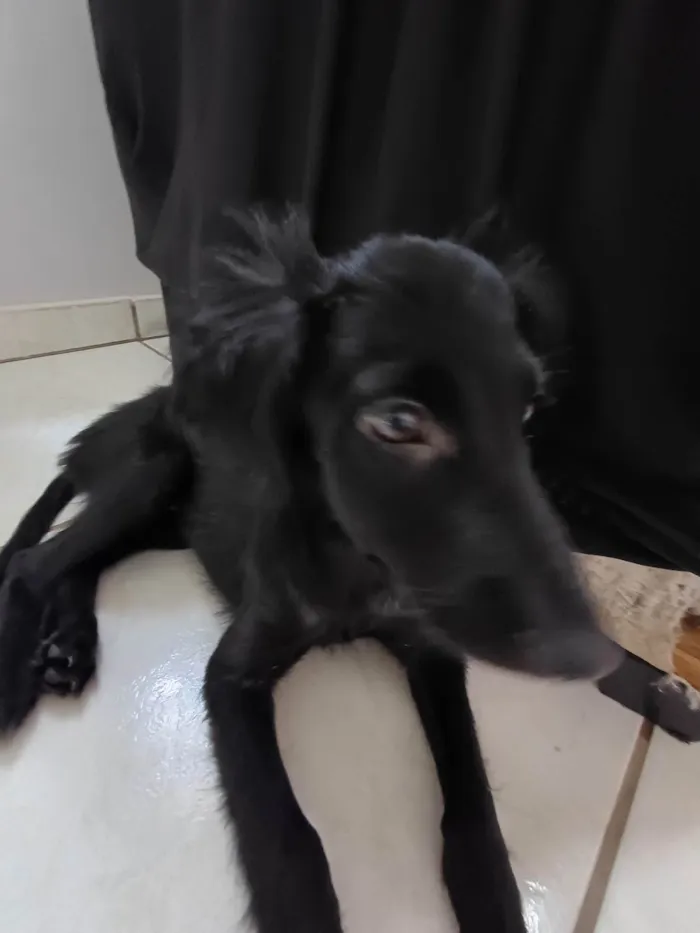 Cachorro ra a SRD-ViraLata idade 2 a 6 meses nome Pretinha